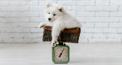 Mantenga el peso de su perro bajo control