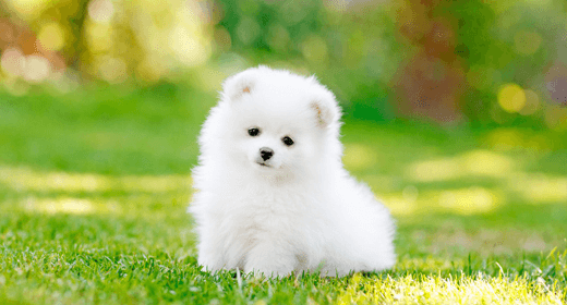 Conceptos básicos del cachorro: prevención de pulgas