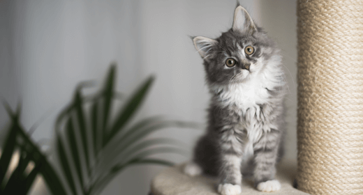 Comprender las etiquetas nutricionales de los alimentos para gatitos