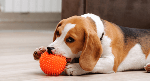  Cómo fomentar el comportamiento de masticado saludable en su perro