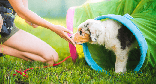 Entrena a tu cachorro como un profesional