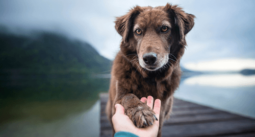 Preocuparse por la salud de las articulaciones de tu perro