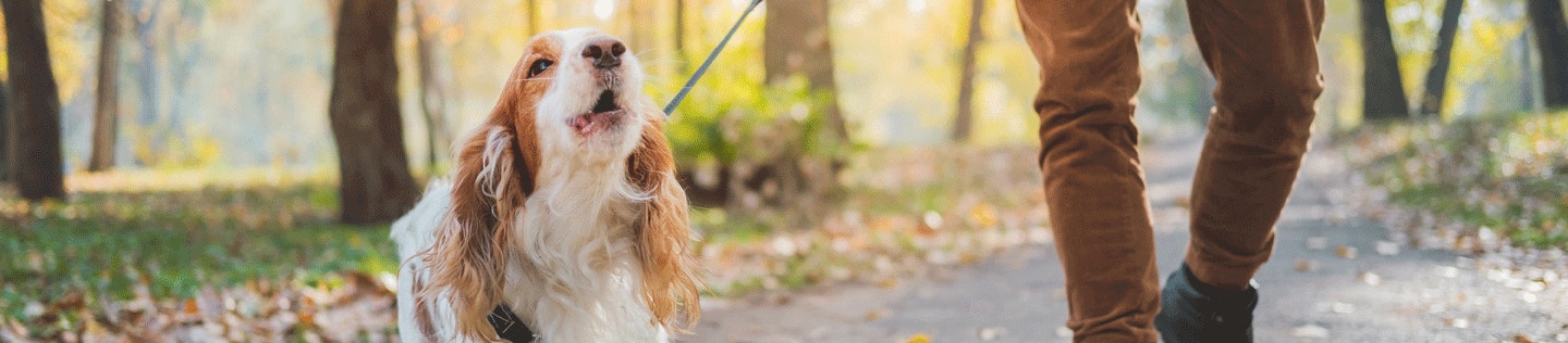 ¿Cómo enseñarle a tu perro a dejar de ladrar?