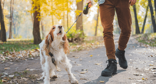 ¿Cómo enseñarle a tu perro a dejar de ladrar?