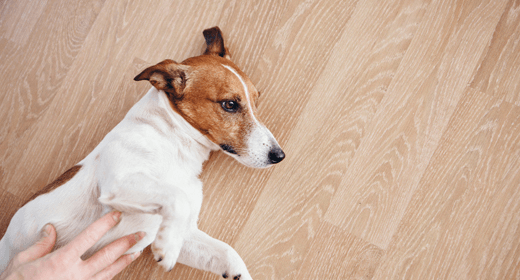 Reconocer los signos de hinchazón en tu perro