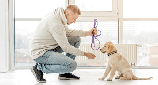 Correa entrenando a un cachorro