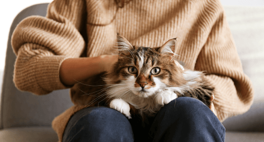 Pollo: la fuente de proteína completa para su gato
