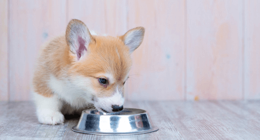 Nutrición para cachorros de raza mediana