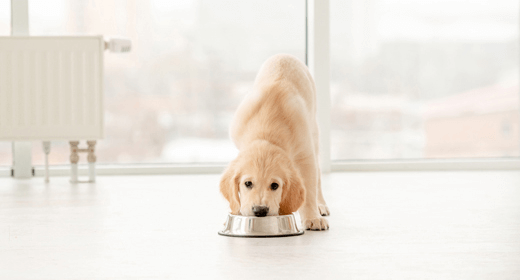 Cómo hacer la transición de comida de cachorro a la comida para adultos