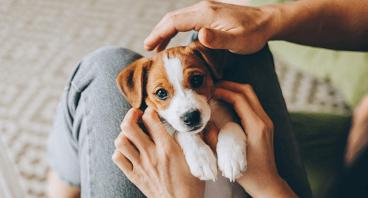 Cómo realizar un seguimiento de la salud de su cachorro en el primer año