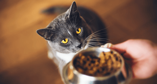 Consejos para alimentar a tu gato adulto