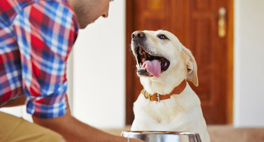 Consejos para alimentar a tu perro adulto