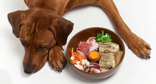 Por qué tu perro necesita proteína