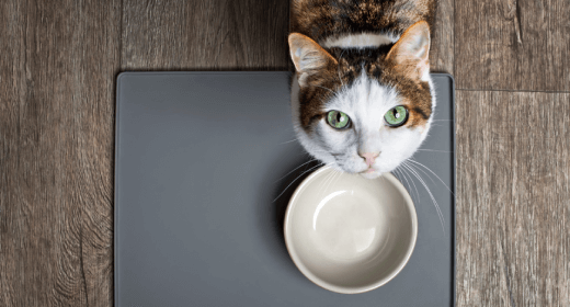 Lo que debe saber sobre cómo cambiar la dieta de su gato