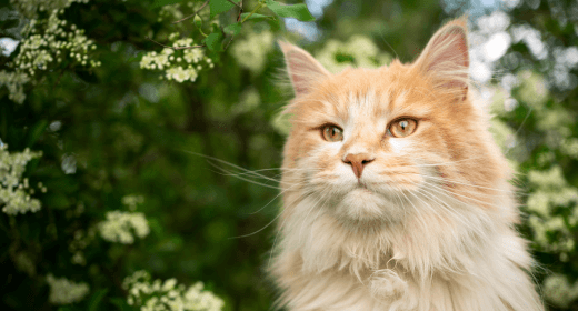 La importancia de la proteína, la grasa y la fibra en la comida para gatos