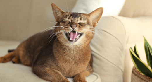 El lenguaje de tu gato