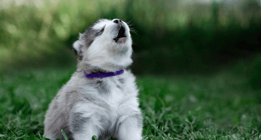 ¿Por qué los perros aúllan?