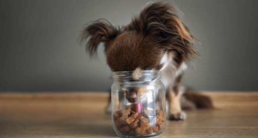 ¿Tu perro es quisquilloso con la comida?