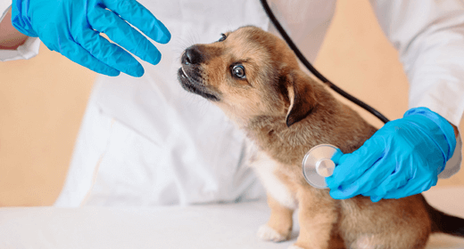 La primera visita al veterinario de tu cachorro