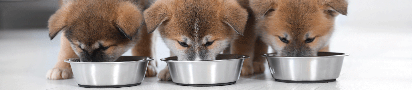 Conceptos básicos sobre cachorros: Cambiar la comida de tu cachorro