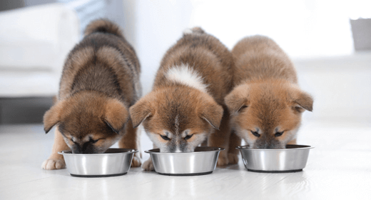 Conceptos básicos sobre cachorros: Cambiar la comida de tu cachorro