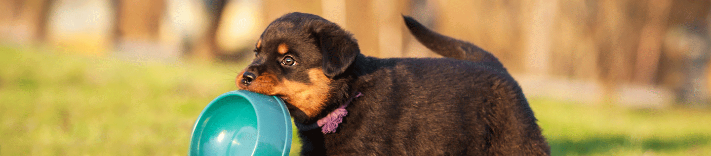 Por qué la comida premium para cachorros tiene un mejor valor