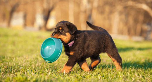 Por qué la comida premium para cachorros tiene un mejor valor