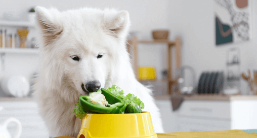 ¿Por qué hay fibra en la comida de su perro?