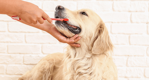Cómo afecta la salud bucal a la salud en general de su perro