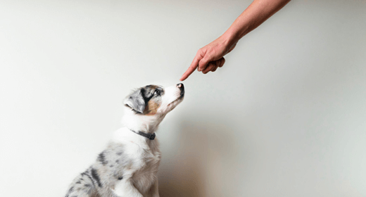 Cómo educar a un cachorro en casa