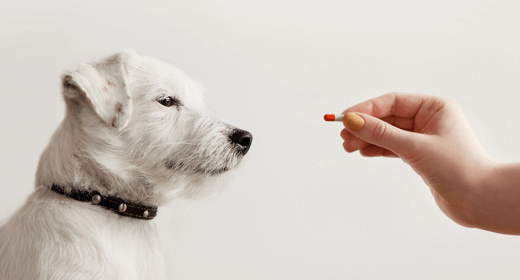 Por que no deberías de suplementar la dieta de tu perro 