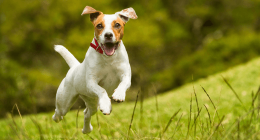 Preocupaciones comunes acerca de la salud de tu perro