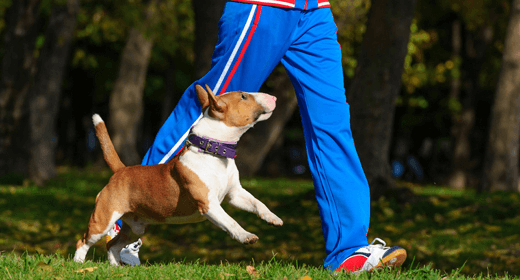 ¿Cuánto ejercicio necesita mi perro?