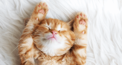 Cómo crear un entorno enriquecedor para tu gatito