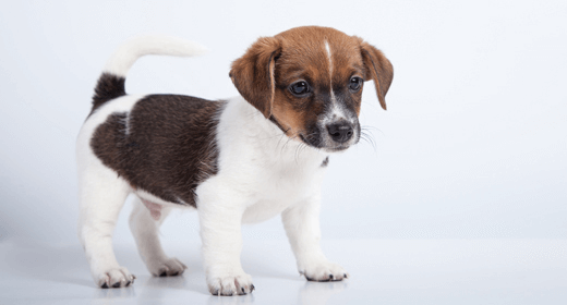 Cómo evaluar visualmente la condición corporal de su perro