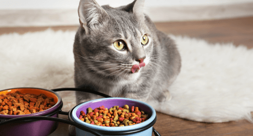 Cómo elegir la comida adecuada para gatos