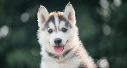 Cómo cuidar a un cachorro