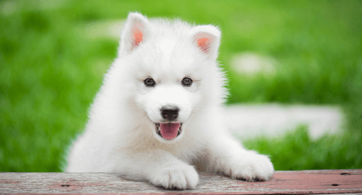 Conceptos básicos sobre cachorros: Fundamentos para el cuidado de la salud