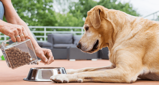 Cómo descifrar las etiquetas de alimentos para perros: términos de calorías y grasas