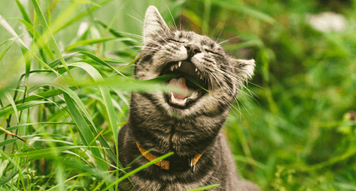 Cómo la nutrición puede ayudar a controlar las bolas de pelo de su gato