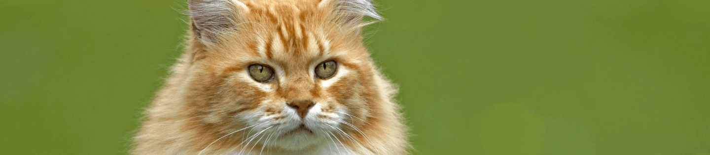 Por qué la nutrición en la comida para gatos es clave para un pelaje brillante
