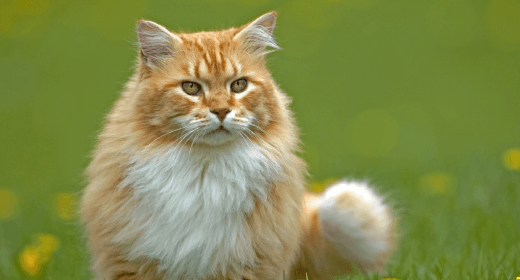 Por qué la nutrición en la comida para gatos es clave para un pelaje brillante