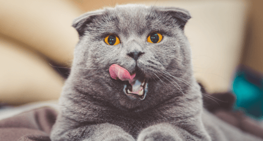 El papel de la proteína, la grasa y la fibra en la dieta de su gato