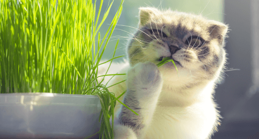 Por qué la fibra es importante para la nutrición de su gato