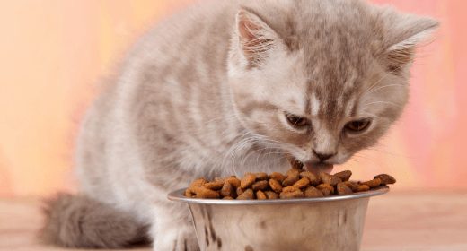 Alimento para gatitos totalmente natural, holístico y orgánico