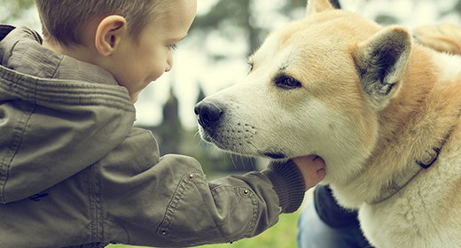 La importancia del sodio en la dieta de tu perro