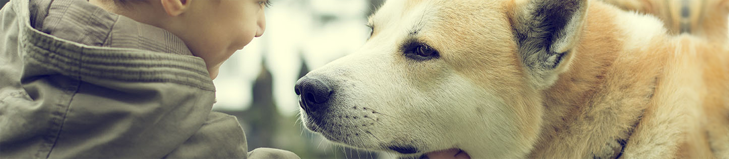 La importancia del sodio en la dieta de tu perro