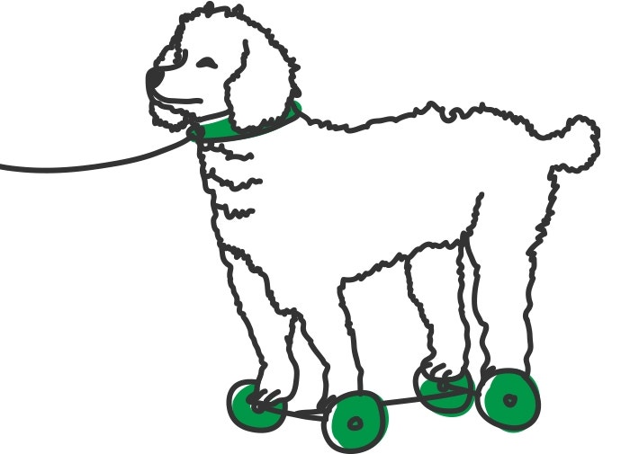 ¿Cuánto ejercicio necesita mi perro?