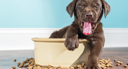 Comprendiendo las etiquetas de comida para cachorro