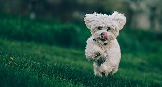 ¿Por qué los perros necesitan proteína, grasa y fibra en su comida?